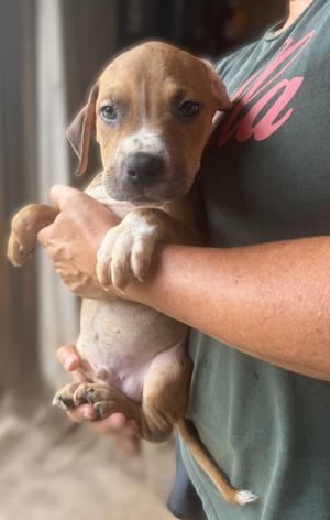 Beckham, puppy, available for adoption