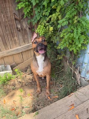 Duke, American Staffordshire Terrier / Boxer, adult, available for adoption