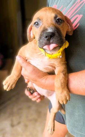 Breeze, puppy, available for adoption