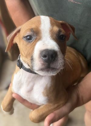 Eli, puppy, available for adoption