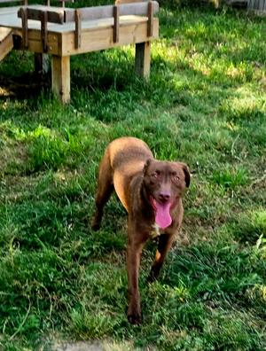 Dolce, Labrador Retriever, young, available for adoption