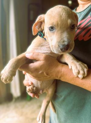 Cam, puppy, available for adoption