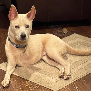 Durham, Labrador Retriever / Husky, young, available for adoption