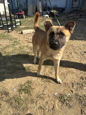 BoBo, Shepherd / Akita, young, available for adoption