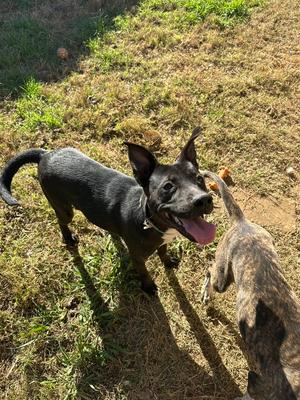 Dottie West, Feist / American Staffordshire Terrier, young, available for adoption