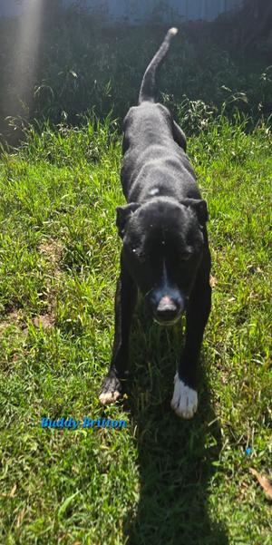 Buddy (Britton), Mountain Cur, young, available for adoption