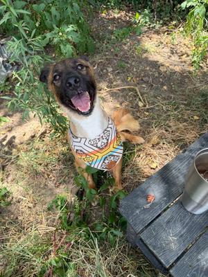 Curly Joe, Collie, young, available for adoption