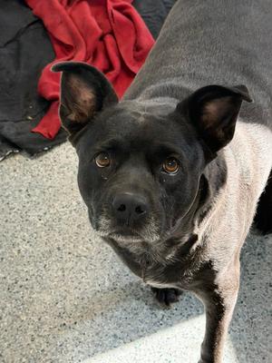 Clinique, American Staffordshire Terrier / Rat Terrier, adult, available for adoption
