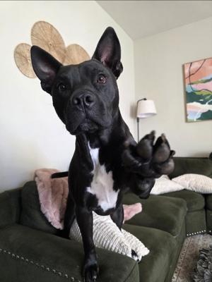 Justice aka Maximus, Pit Bull Terrier / Australian Shepherd, young, available for adoption