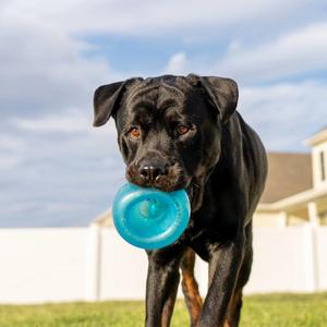 Boss, Rottweiler, young, available for adoption