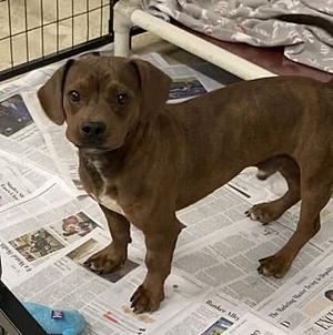 Huey, Basset Hound, young, available for adoption