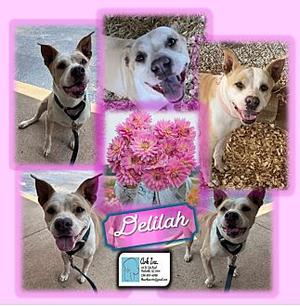 A collage of five images featuring a dog named Belliah. The images show the dog in various poses, including sitting, standing, and looking at the camera. There is also a picture of pink flowers and a logo with the name Belliah.