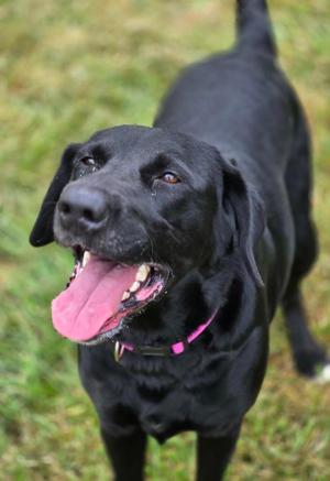 JESSIE, Mixed Breed, young, available for adoption