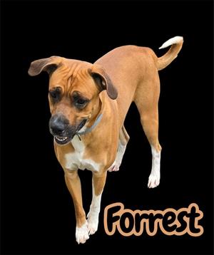 FORREST, Mixed Breed, adult, available for adoption