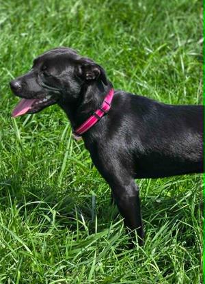 BAYLEE, Labrador Retriever, puppy, available for adoption