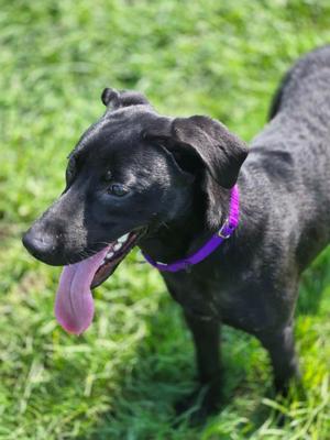 MAX - RED COLLAR, Mixed Breed, young, available for adoption