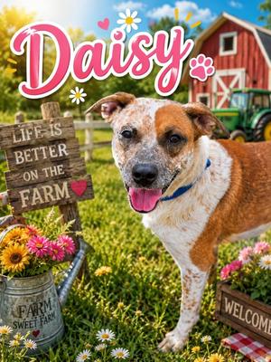 DAISY, Australian Cattle Dog / Blue Heeler, young, available for adoption
