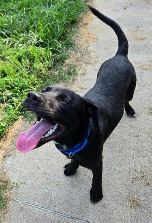 BOLT - BLUE COLLAR, Mixed Breed, puppy, available for adoption