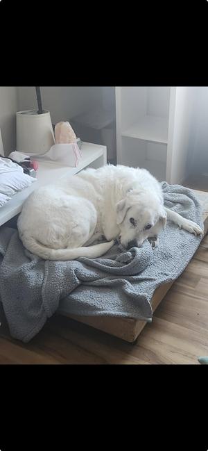 Brody, Great Pyrenees / Labrador Retriever, adult, available for adoption