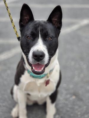 Mango, Pit Bull Terrier / Border Collie, young, available for adoption