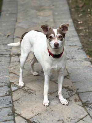 A white and brown dog with a red collar standing on a stone path.