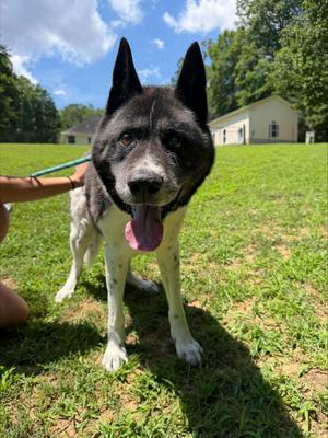 Kodiak, Akita, senior, available for adoption