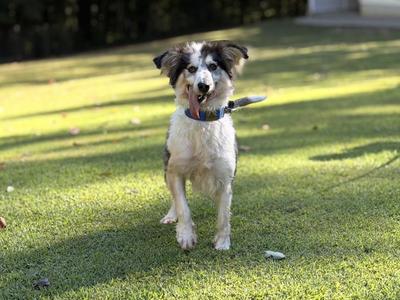 Adi, Border Collie, adult, available for adoption
