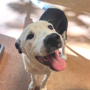 Sweet Potato, Dalmatian, young, available for adoption
