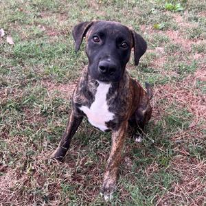 A brindle and white dog sitting on grass