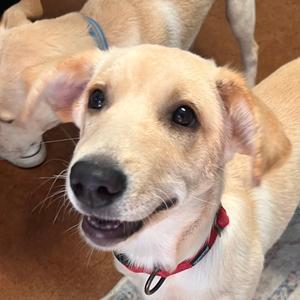 Pooka (Red), Corgi, Pembroke Welsh, young, available for adoption