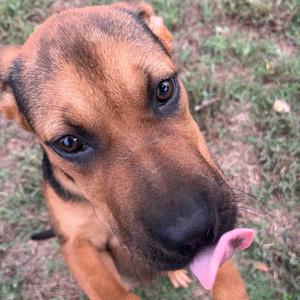 A brown dog with a black nose and tongue sticking out, standing on grass.