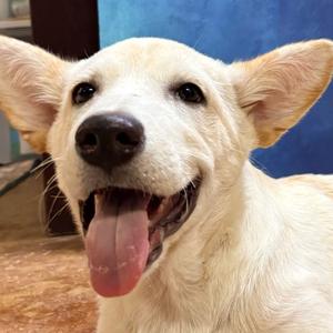 Puck, Corgi, Pembroke Welsh, young, available for adoption