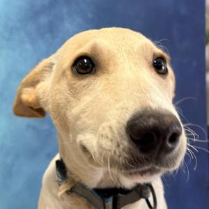 Brownie (Blue), Corgi, Pembroke Welsh, young, available for adoption