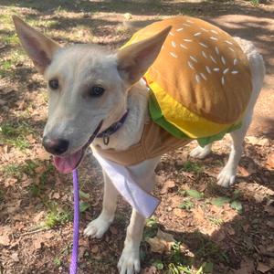Brownie (Blue), Corgi, Pembroke Welsh, available for adoption