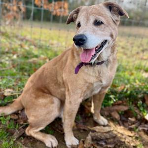 Daisy, Retriever, Yellow Labrador, senior, available for adoption