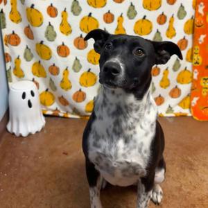 Harley, American Blue Heeler, adult, available for adoption
