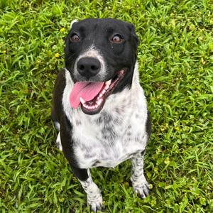Harley, American Blue Heeler, adult, available for adoption