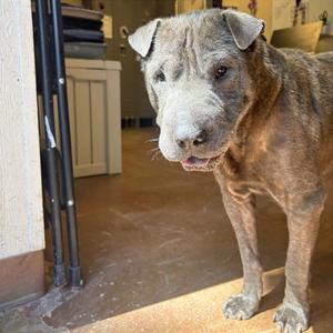 Ol' Blue, Chinese Shar-Pei, senior, available for adoption