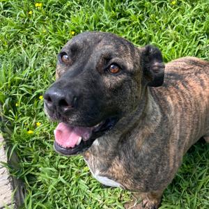 River, Terrier, Pit Bull, adult, available for adoption