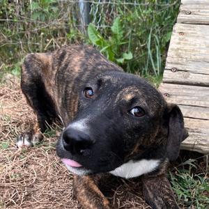 Hambone, Hound, young, available for adoption