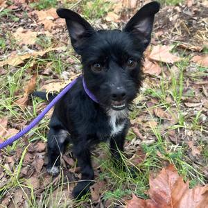 Gumdrop, Terrier, Yorkshire, Yorkie, young, available for adoption