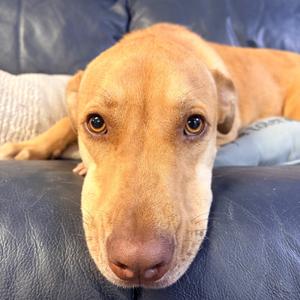 Thelma, Retriever, Yellow Labrador, adult, available for adoption
