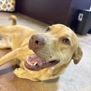 Thelma, Retriever, Yellow Labrador, adult, available for adoption