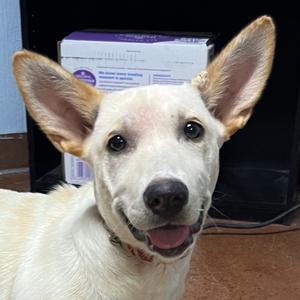 Willow (USA), Corgi, Pembroke Welsh, young, available for adoption