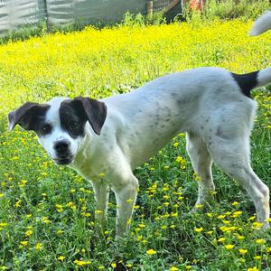 Betty, American Blue Heeler, adult, available for adoption