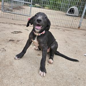 A black puppy with a pink collar sitting on a concrete surface, with a metal fence and a dog house in the background.