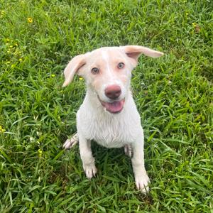 Milky Way, Retriever, Labrador, available for adoption