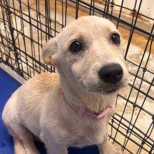 Wisp (Pink), Corgi, Pembroke Welsh, young, available for adoption