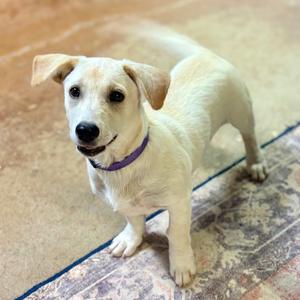 A small white dog with floppy ears and a purple collar standing on a patterned rug.