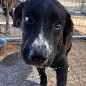 Coleslaw, Mixed Breed (Medium), young, available for adoption